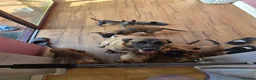 Belgian Shepherd Dog dogs for sale: Belgian Sheperd Malinois  in Nottingham - Advert 11