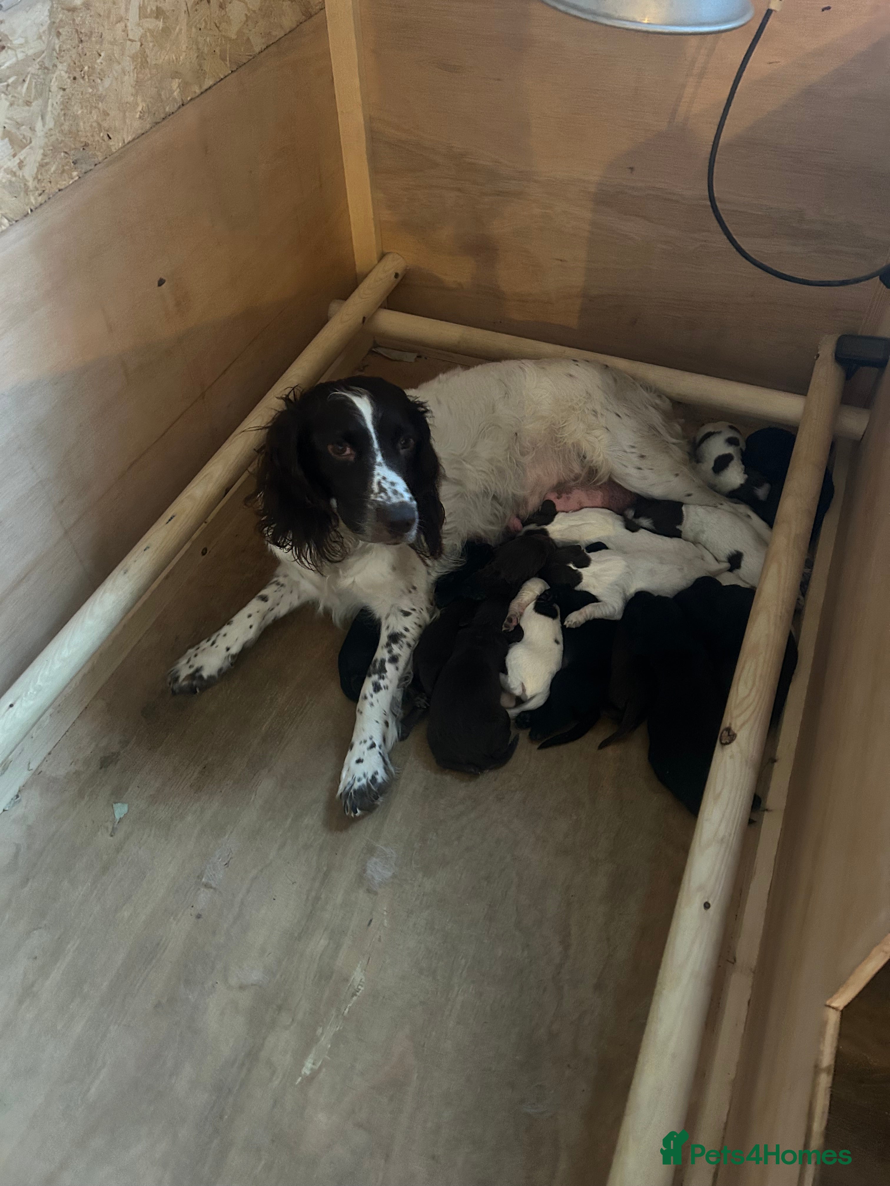 Sprocker dogs Fantastic litter of F1 Sprocker Spaniel Puppies  - Advert 1