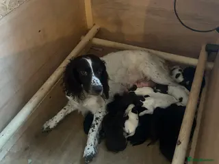 Sprocker dogs Fantastic litter of F1 Sprocker Spaniel Puppies - Advert 1
