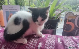 Munchkin cats for sale: Munchkin x Scottish Fold - Image 22