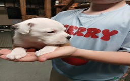 Boxer dogs for sale: Kc registered bob and tailed boxer puppies - Image 10