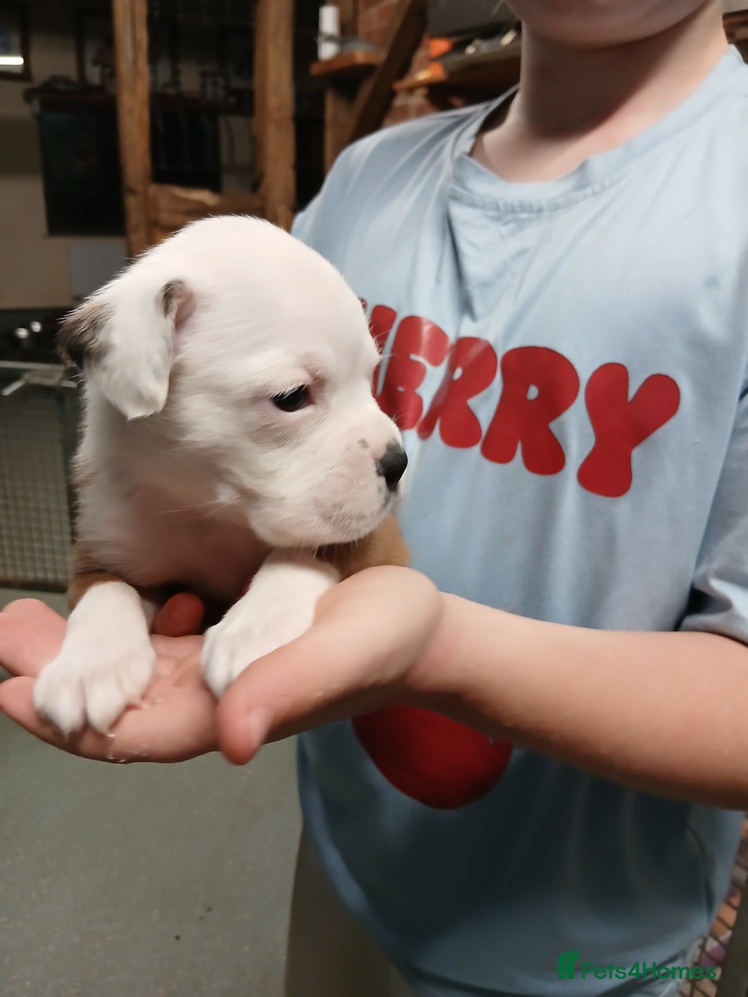Boxer dogs for sale: Kc registered bob and tailed boxer puppies - Image 10