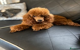Maltipoo dogs for sale: ADORABLE F1 MALTIPOO PUPPIES DNA TESTED  - Image 24