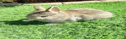 Netherland Dwarf rabbits for sale: Pure Netherland Dwarf  - Advert 12
