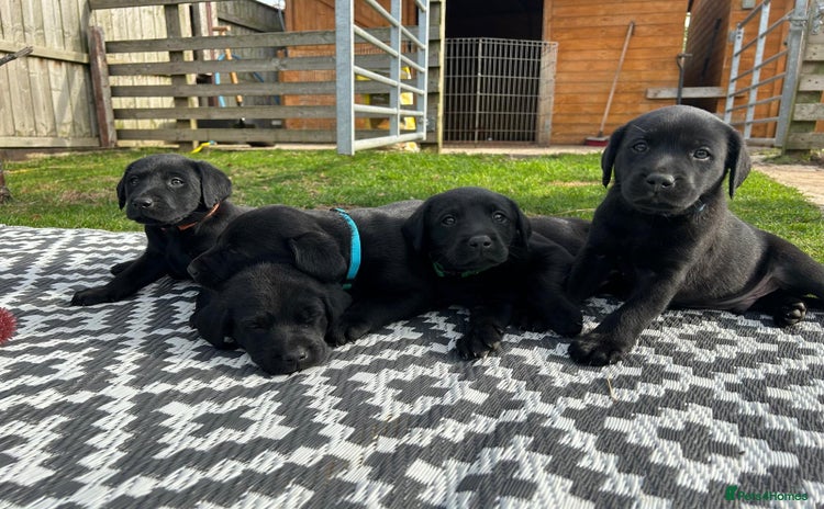 Labrador Retriever dogs - Advert 3