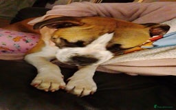 Mixed Breed dogs for sale: Staffy cross boxer female - Image 4