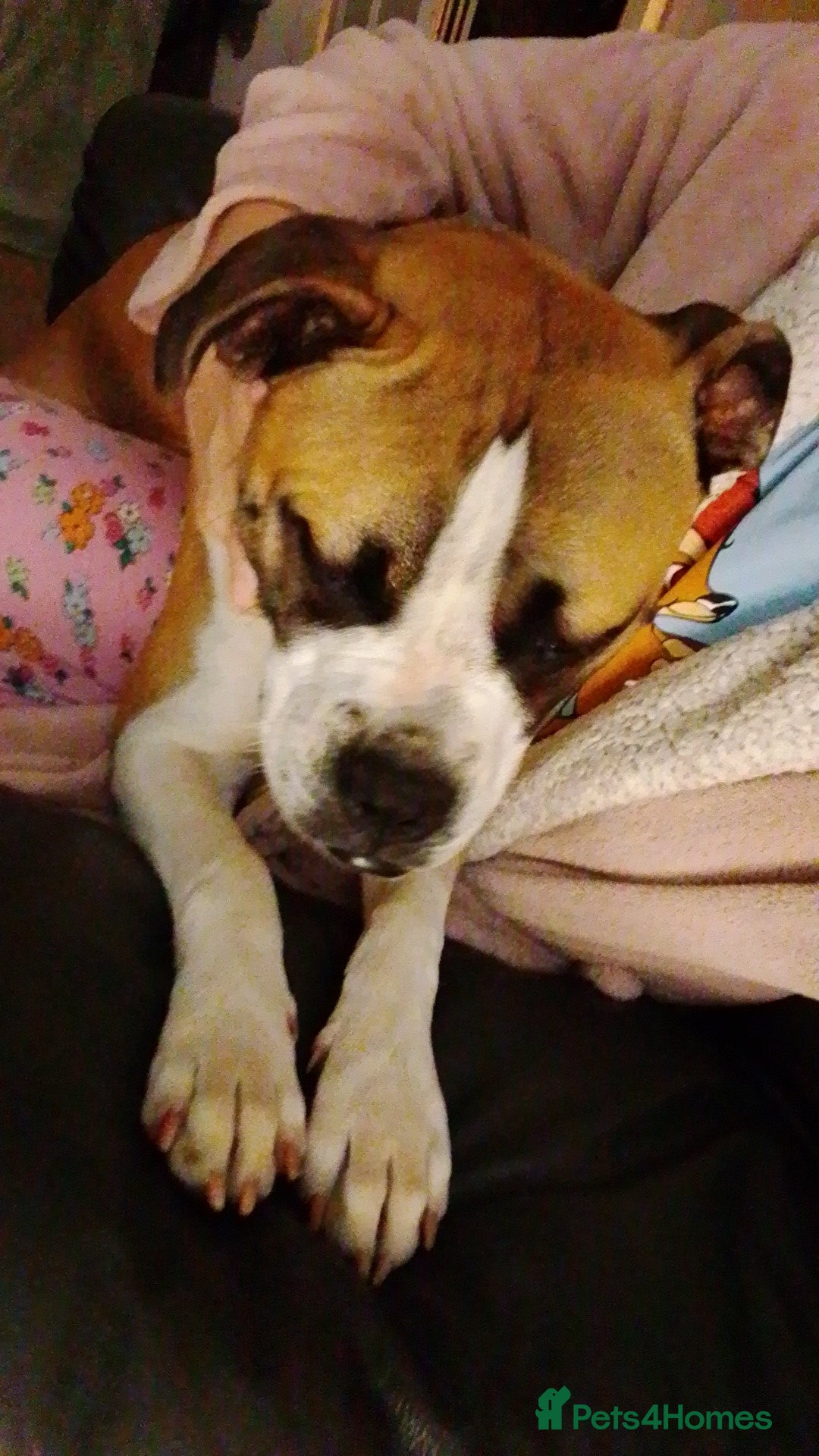 Mixed Breed dogs for sale: Staffy cross boxer female - Image 4