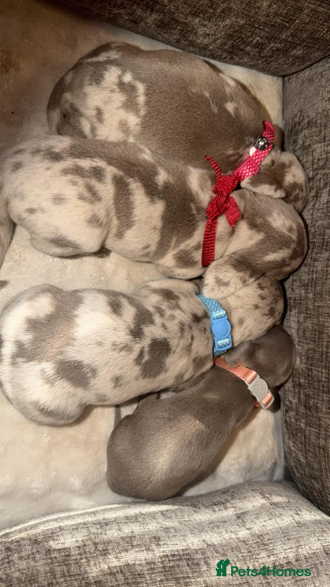 Miniature Dachshund dogs for sale: Miniature dachshund in Doncaster - Advert 7