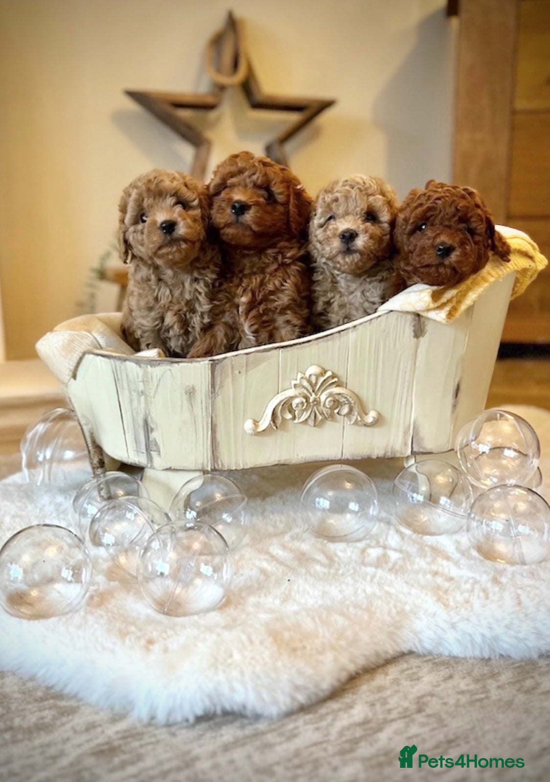 Mini Goldendoodle dogs Miniature Goldendoodles - Advert 8