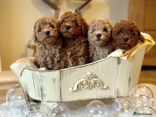 Mini Goldendoodle dogs Miniature Goldendoodles - Advert 4