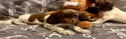 Cocker Spaniel dogs for sale: Cocker spaniels - Advert 10