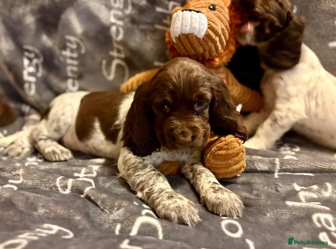 Cocker Spaniel dogs for sale: Cocker spaniels - Advert 10
