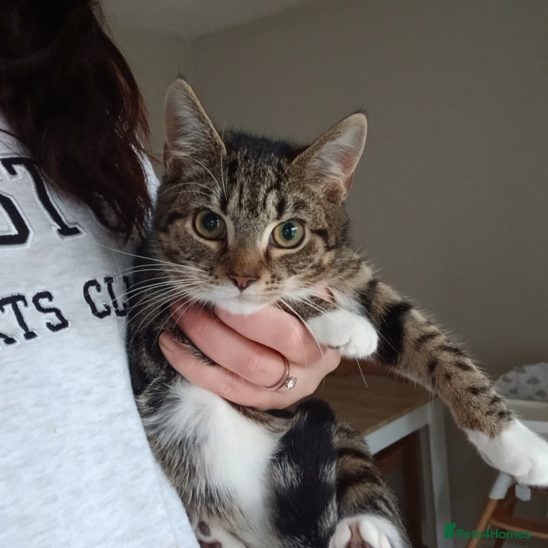 Mixed Breed cats for sale: Female kitten - Advert 3