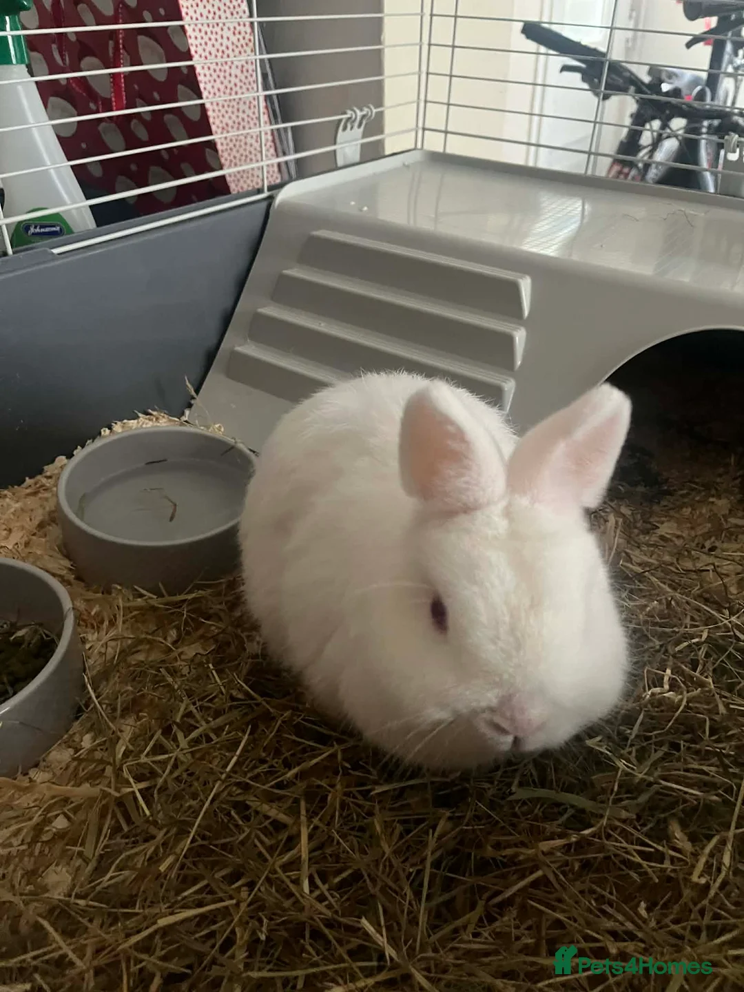 Netherland Dwarf rabbits for sale: Netherlands dwarf rabbit in Oldham - Advert 2