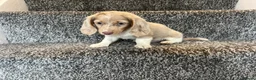 Miniature Dachshund dogs for sale: LONGHAIRED MINIATURE DAXIES READY NOW - Advert 11