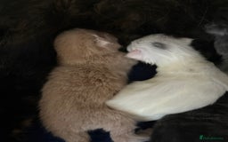 Mixed Breed cats for sale: Beautiful little of kittens  - Image 5