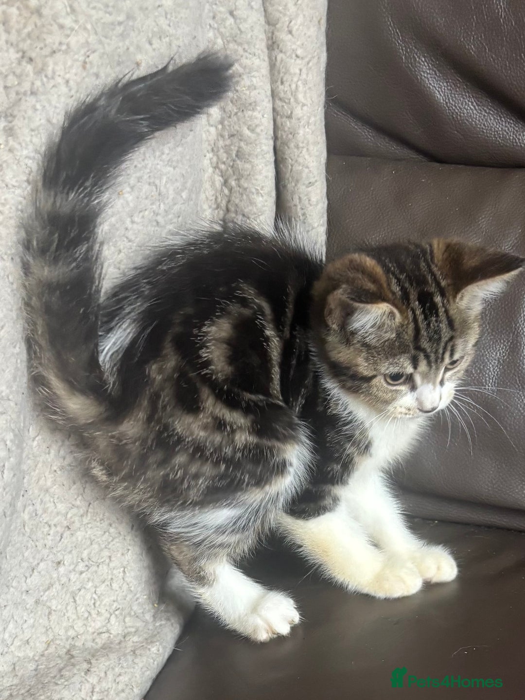 Mixed Breed cats for sale: Maincoon x Scottish fold  - Image 18