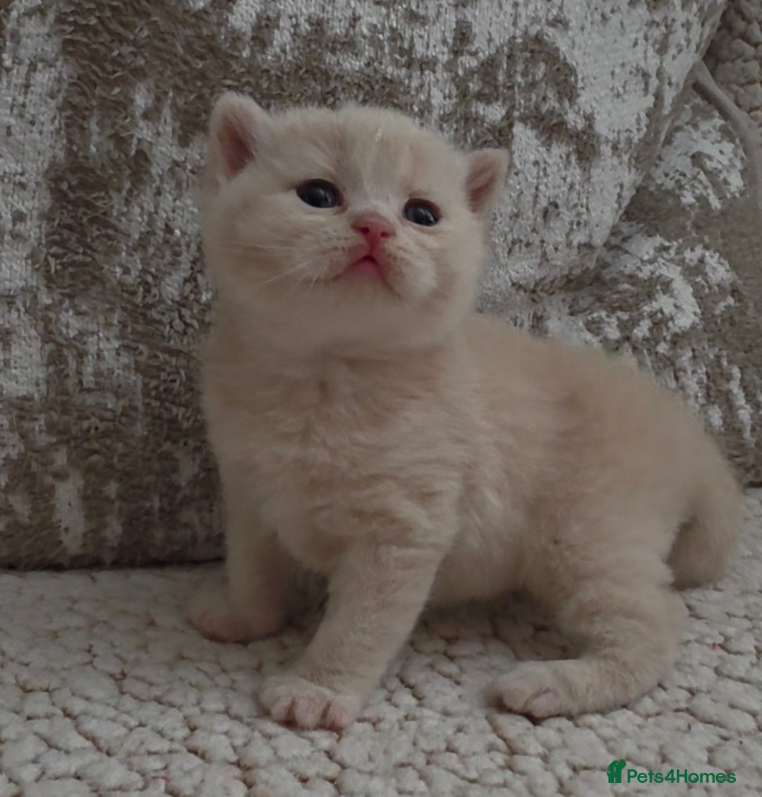 British Shorthair cats **Last 2 females available** GCCF BSH kittens  - Advert 1
