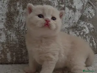 British Shorthair cats **Last 2 females available** GCCF BSH kittens - Advert 1
