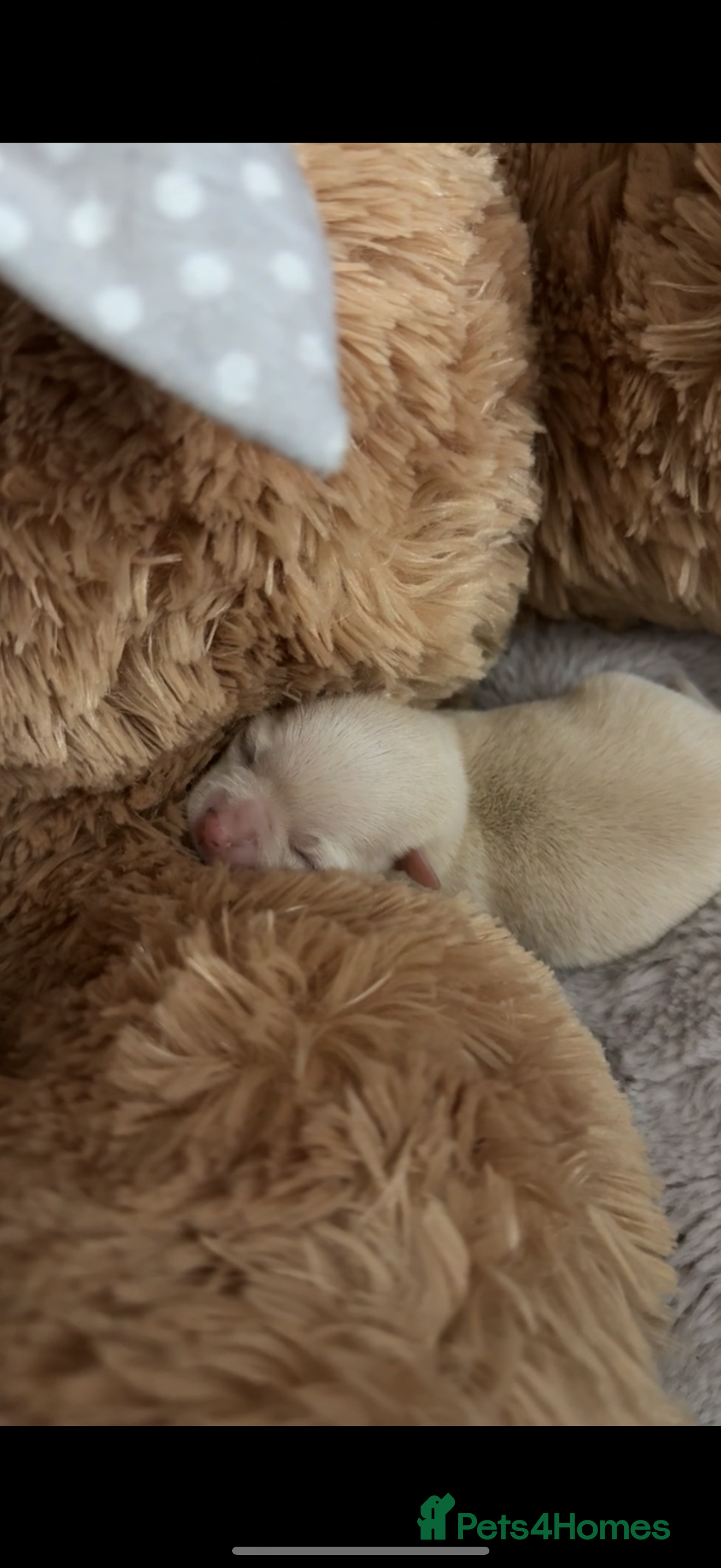 Chihuahua dogs Beautiful Cream & chocolate tan Chihuahuas! - Advert 5