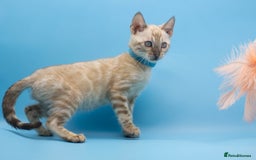 Bengal cats for sale: Gorgeous TICA Registered Bengal Kittens! - Image 14