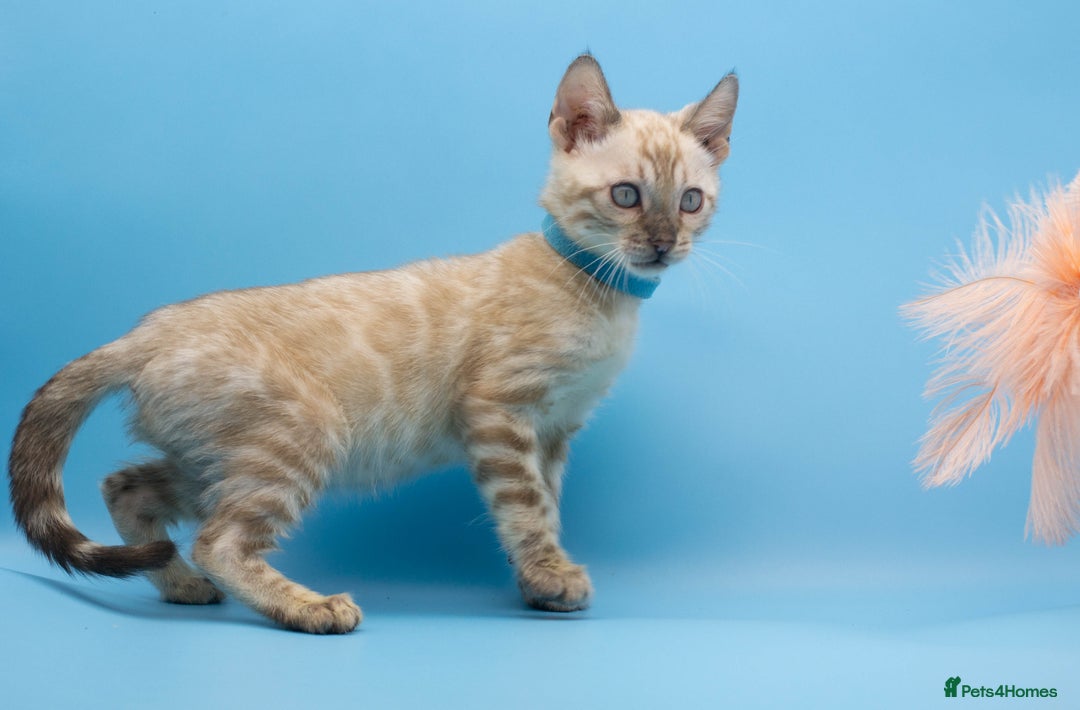 Bengal cats for sale: Gorgeous TICA Registered Bengal Kittens! - Image 14
