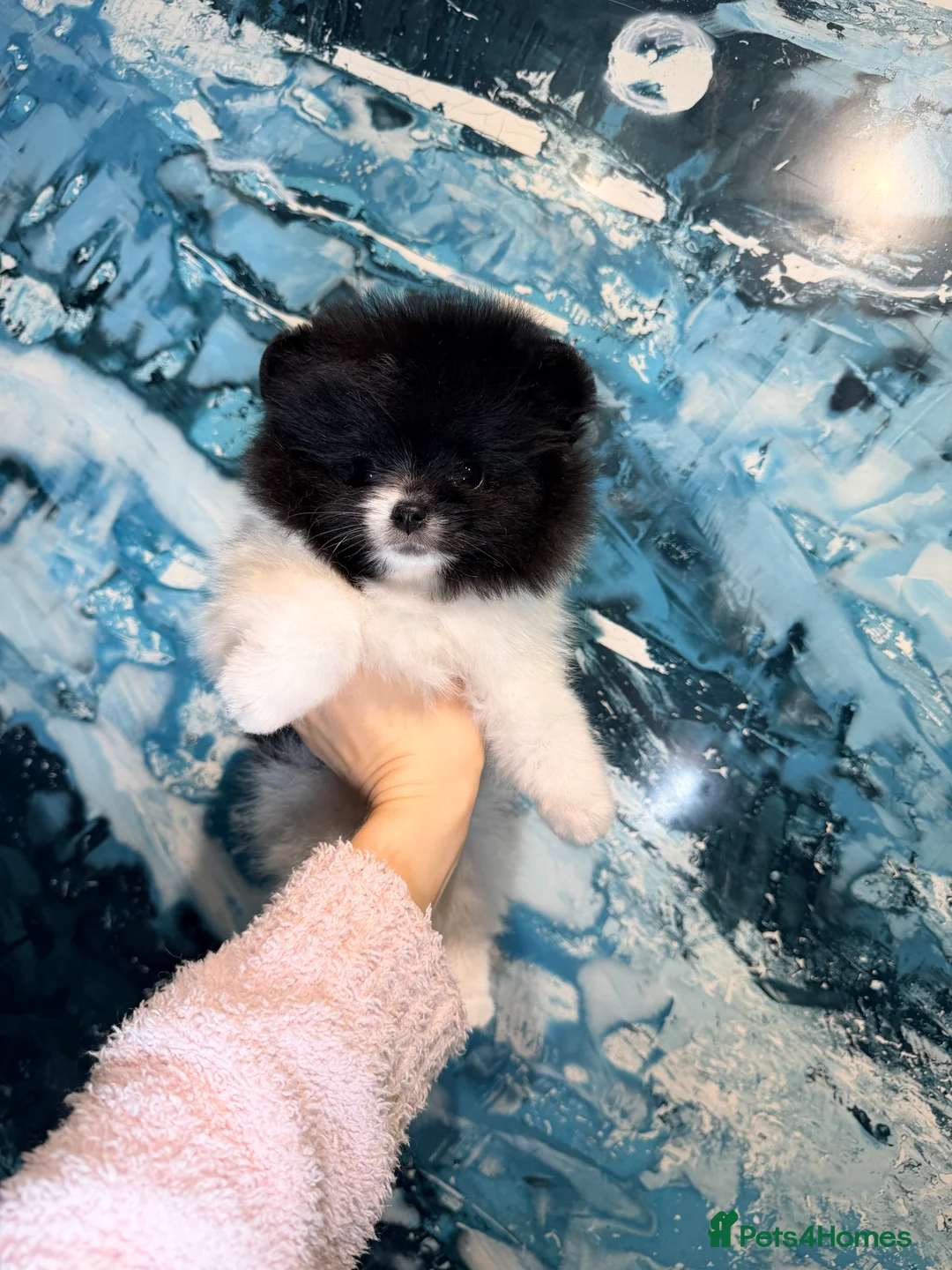 Pomeranian dogs for sale: Beautiful Pomeranian Girl - Advert 22