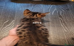 Bengal cats for sale: Bengal cross kittens ready now STILL AVAILABLE  in Southampton - Image 3