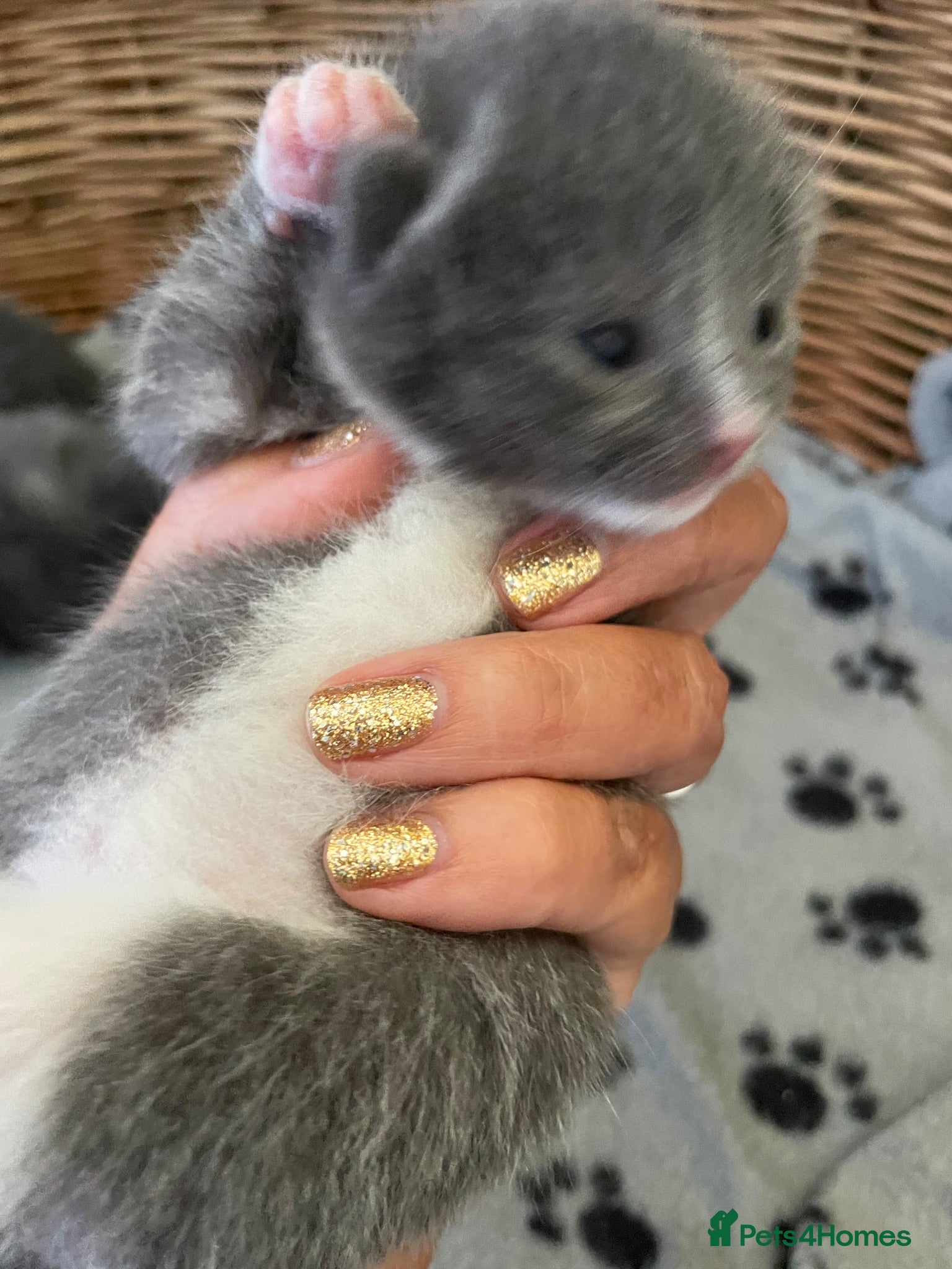 Mixed Breed cats Russian blue/British short hair  - Advert 1