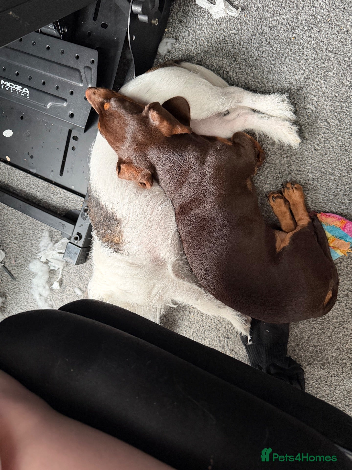Dachshund dogs Dachshund looking for new home no fault of her own - Advert 6