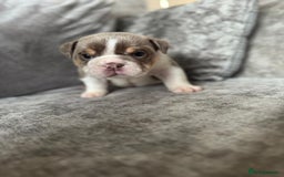 English Bulldog dogs for sale: Beautiful English bulldog puppies  - Image 3