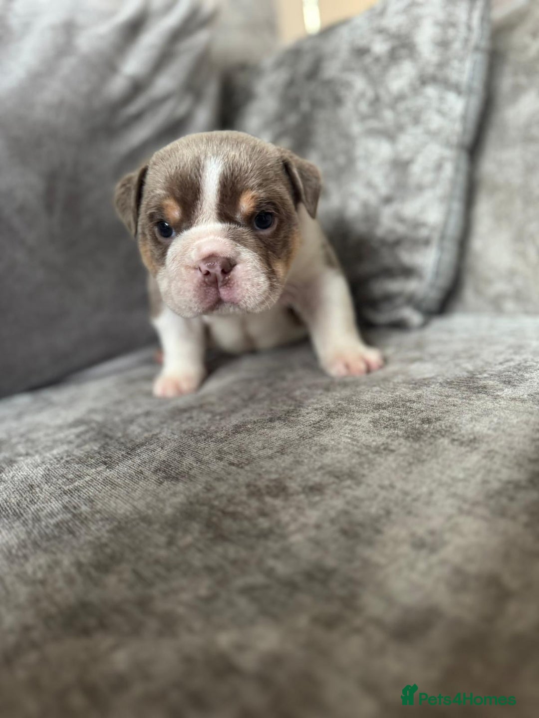 English Bulldog dogs for sale: Beautiful English bulldog puppies  - Image 3