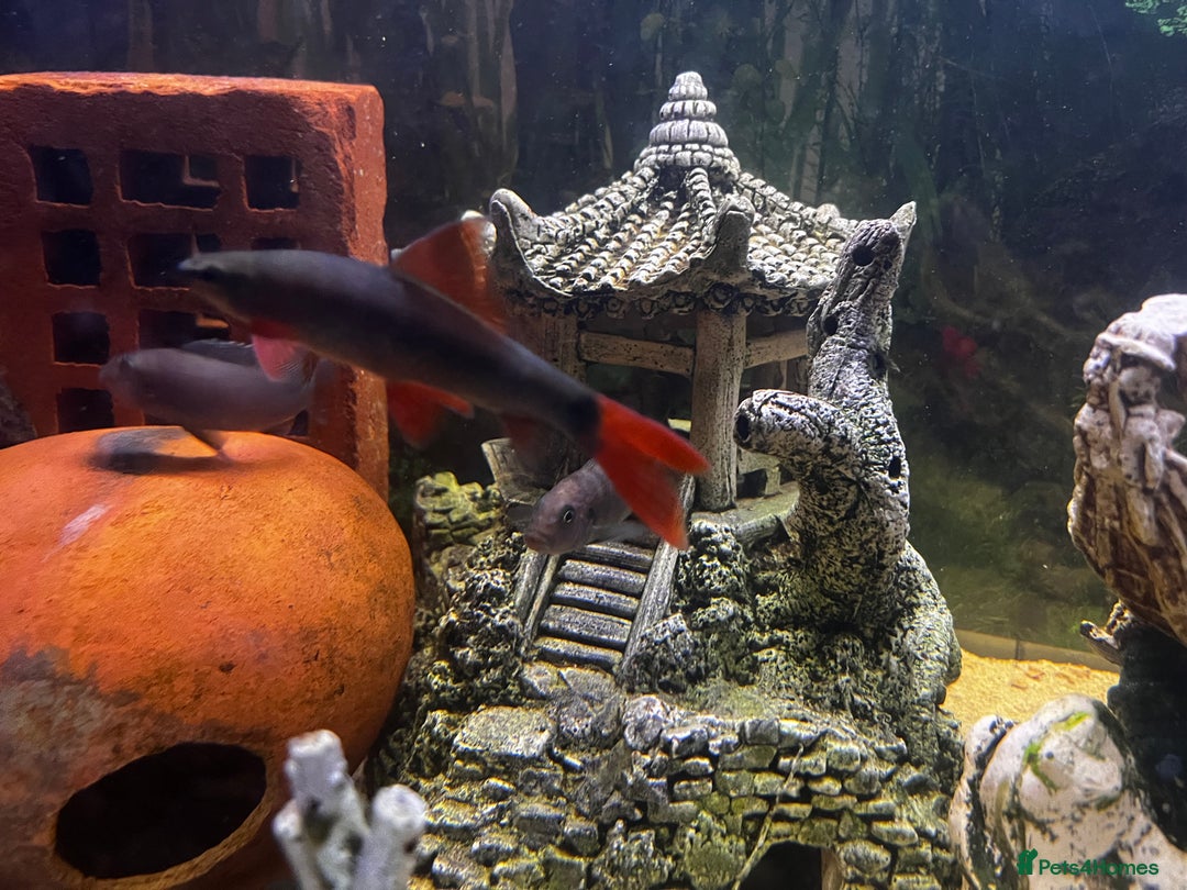 Plecos fish for sale: Red tail shark  - Image 4