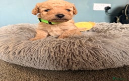 Labradoodle dogs for sale: Miniature labradoodle  - Image 18