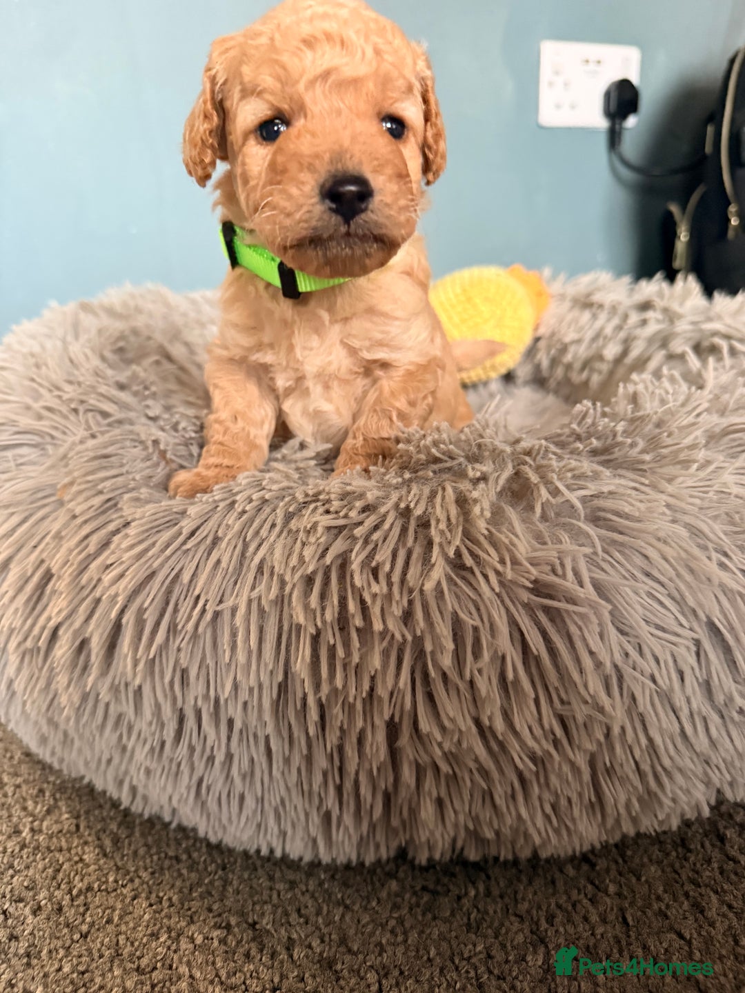 Labradoodle dogs for sale: Miniature labradoodle  - Image 18