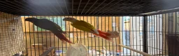 Conures birds for sale: Suncheek Conure breeding pair  - Advert 1