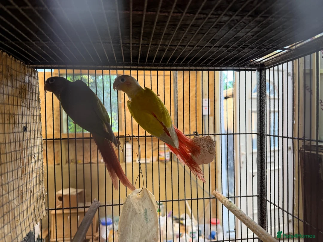 Conures birds for sale: Suncheek Conure breeding pair  - Advert 1