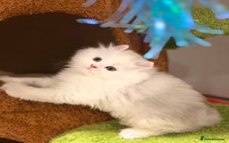 Munchkin cats for sale: Super stunning & rare Minuet - Image 33