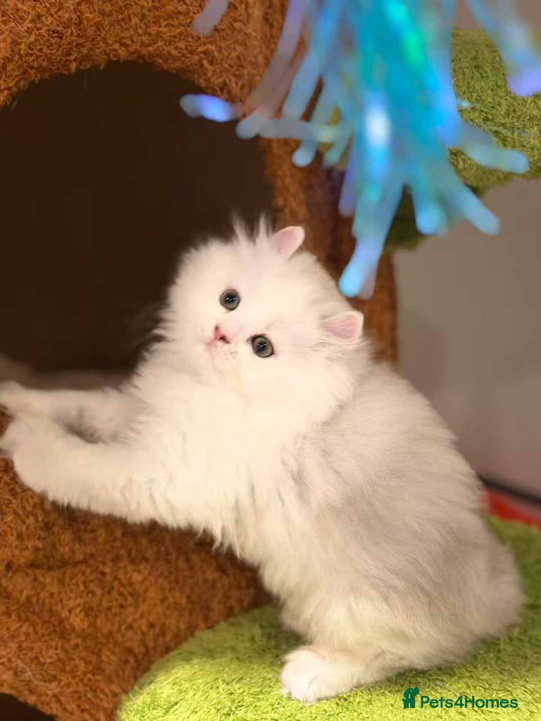 Munchkin cats for sale: Super stunning & rare Minuet - Image 33