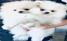 Pomeranian dogs for sale: Your little Pomeranian friend  - Image 2