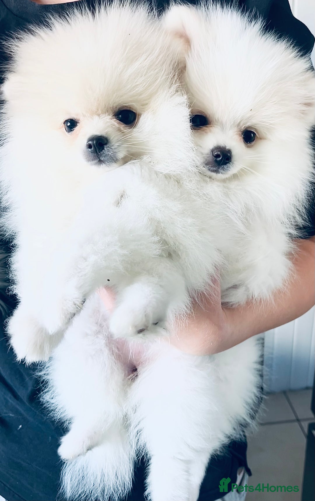 Pomeranian dogs for sale: Your little Pomeranian friend  - Image 2
