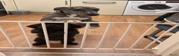 Lurcher dogs for sale: Dog for rehome - Advert 2