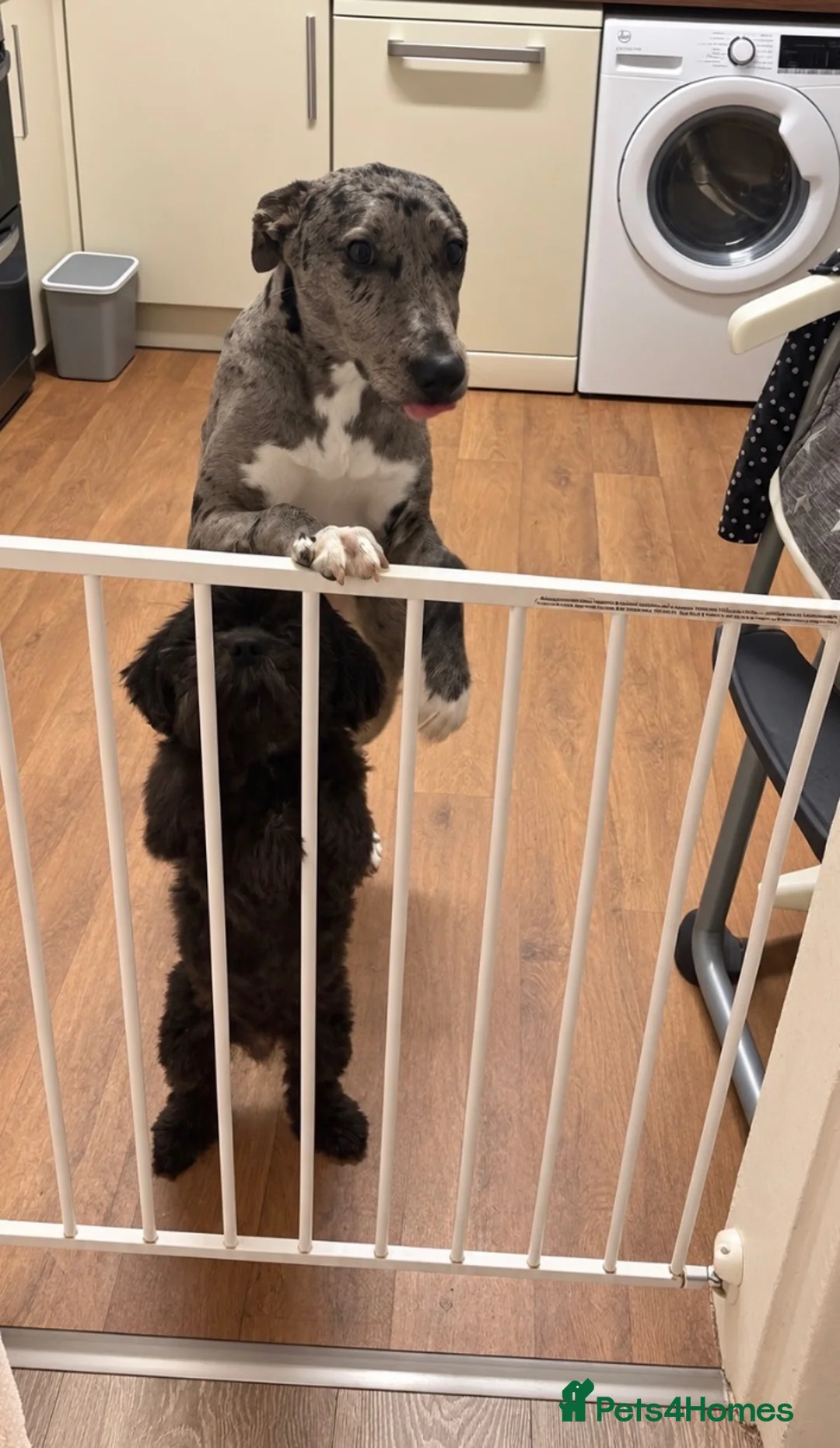 Lurcher dogs for sale: Dog for rehome - Advert 2