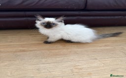 Ragdoll cats for sale: GCCF ragdoll seal point girl - Image 22