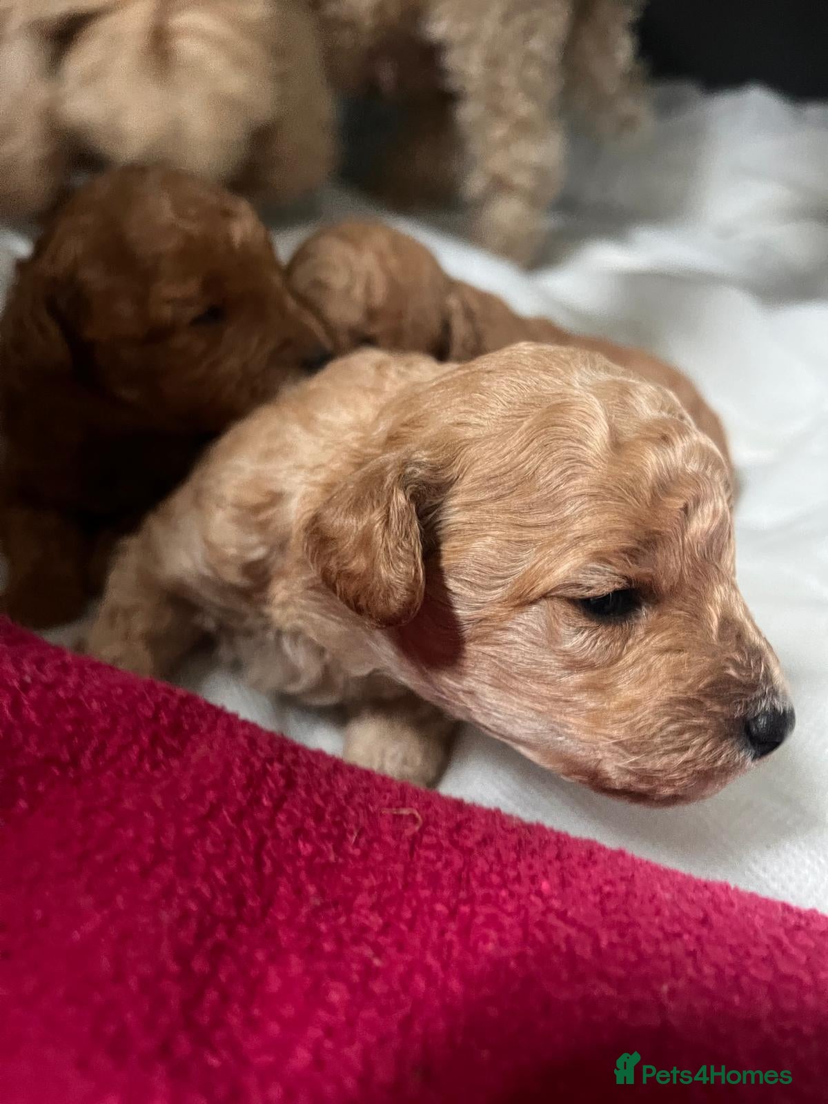 Miniature Poodle dogs 🐾 Adorable Toy Poodle Puppies for Sale! 🐾 - Advert 3