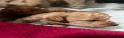 Miniature Poodle dogs for sale: 🐾 Adorable Toy Poodle Puppies for Sale! 🐾 - Advert 4