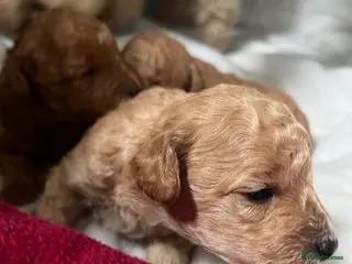 Miniature Poodle dogs 🐾 Adorable Toy Poodle Puppies for Sale! 🐾 - Advert 1