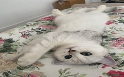 British Shorthair cats for sale: Beautiful BSH Silver Tipped female cat - Image 4