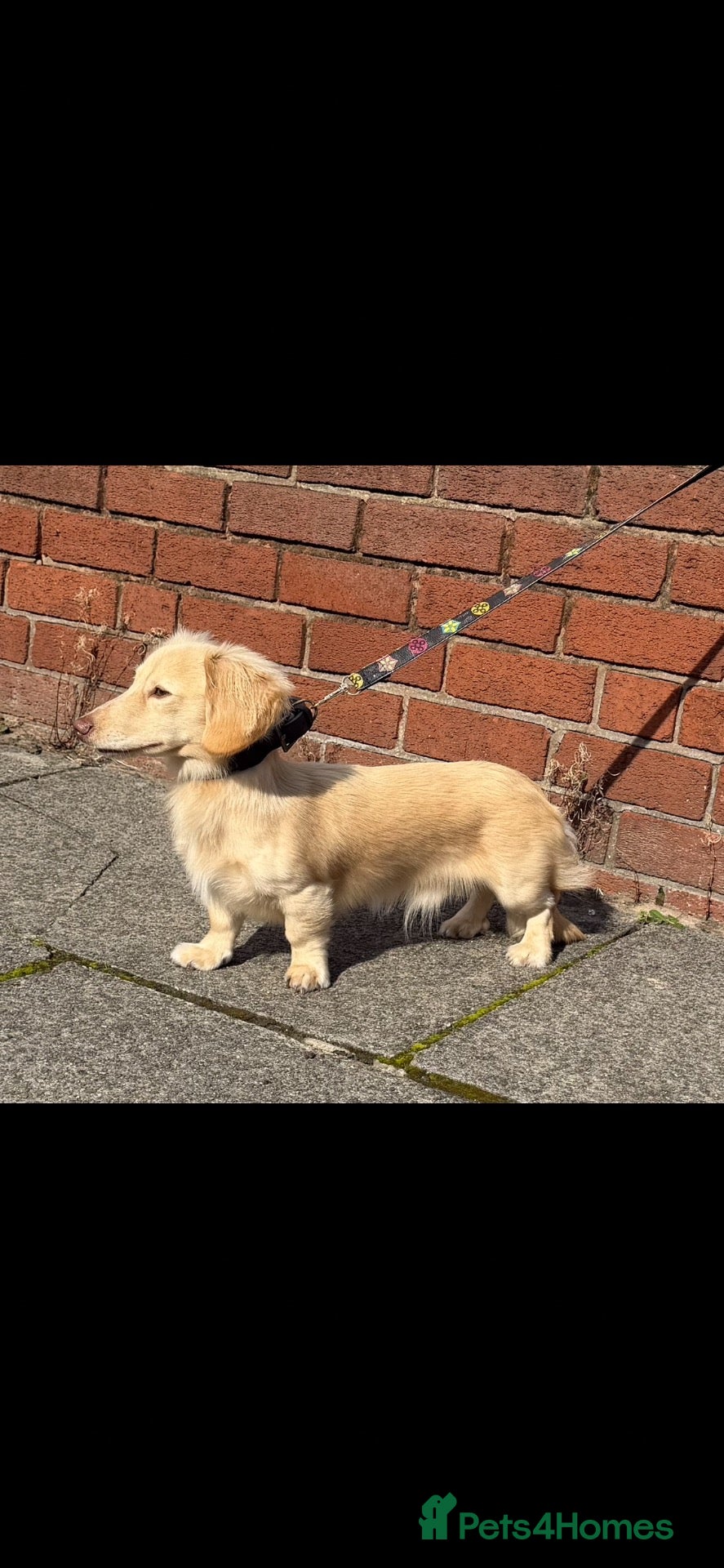 Miniature Dachshund dogs Woody choc based cream LH stud - Advert 1
