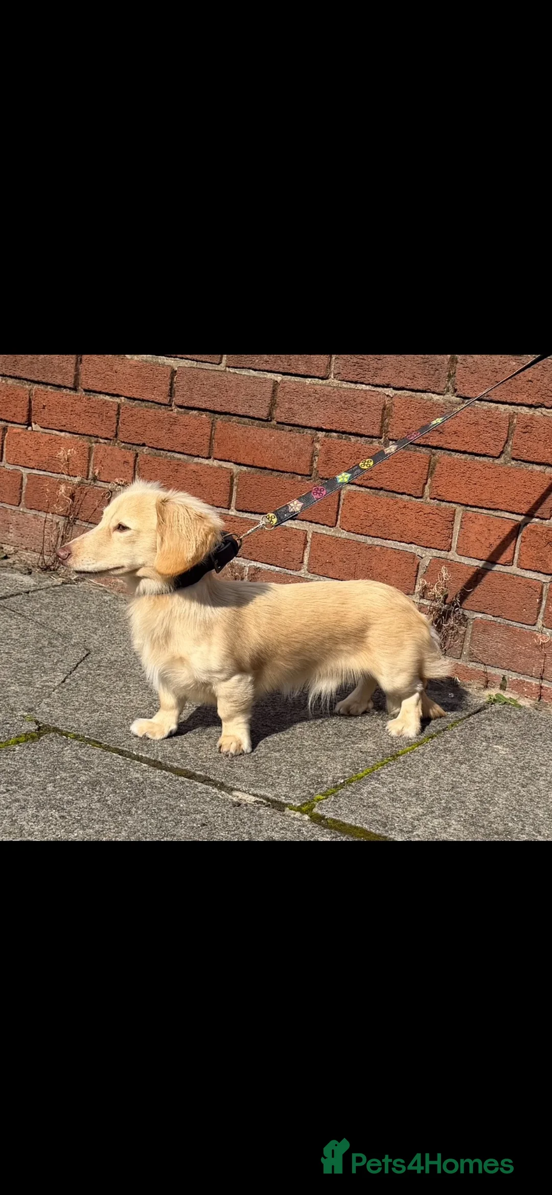 Miniature Dachshund dogs for stud: Woody choc based cream LH stud - Advert 2